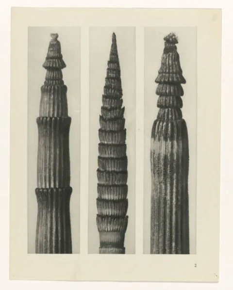 Karl Blosfeldt, Plantstudie