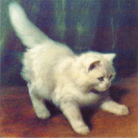 Arthur Heyer, Young Angora Cat