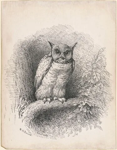 William Holbrook Beard, Owl