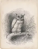 William Holbrook Beard, Owl
