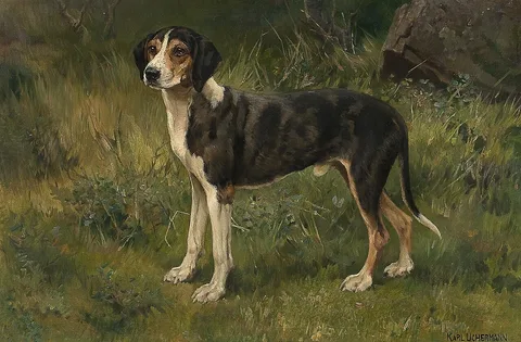 Karl Uchermann, Hound