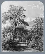 William Rickarby Miller, The Grandmother Tree, near Middletown, Long Island