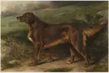 William Osborne, Garryowen (1876-1887), Champion Irish Red Setter