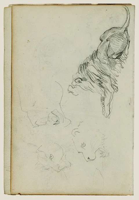 Théodore Géricault, Four lion studies