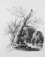 William Guy Wall, Forest Grove