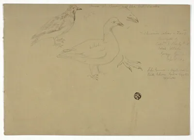 Henry Stacy Marks, Sketches of Birds