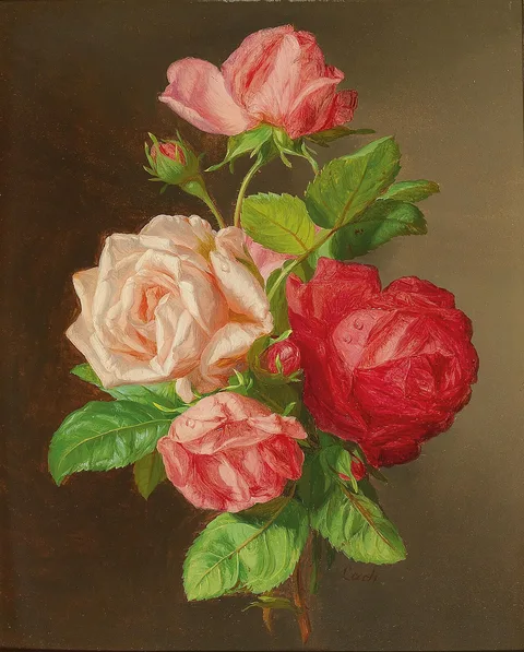 Andreas Lach, Roses