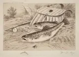 William de la Montagne Cary, A Good Catch