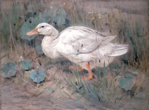Edwin John Alexander, A White Duck by Edwin Alexander - Edwin Alexander