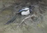 Edwin John Alexander, The Magpie
