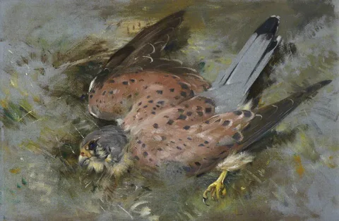 Edwin John Alexander, Kestrel Hawk