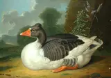 Jakob Samuel Beck, Goose