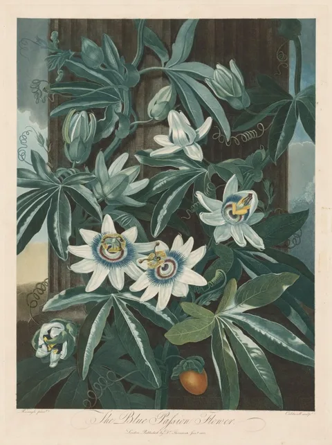 Robert John Thornton, The Blue Passion-flower