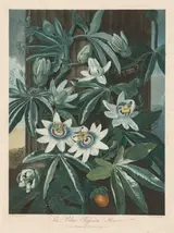Robert John Thornton, The Blue Passion-flower