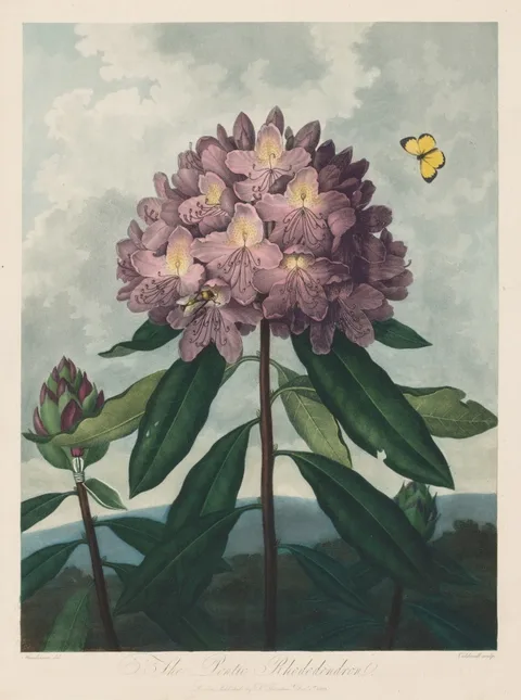 Robert John Thornton, The Temple of Flora, or Garden of Nature:  The Pontic Rhododendron