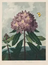 Robert John Thornton, The Temple of Flora, or Garden of Nature:  The Pontic Rhododendron