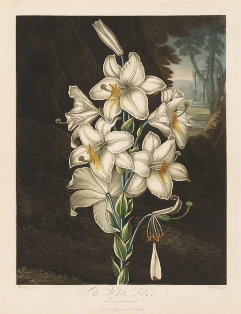 Robert John Thornton, The Temple of Flora, or Garden of Nature:  The White Lily with Variegated Leaves