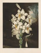 Robert John Thornton, The Temple of Flora, or Garden of Nature:  The White Lily with Variegated Leaves
