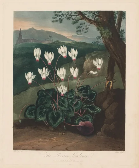 Robert John Thornton, The Temple of Flora, or Garden of Nature:  The Persian Cyclamen