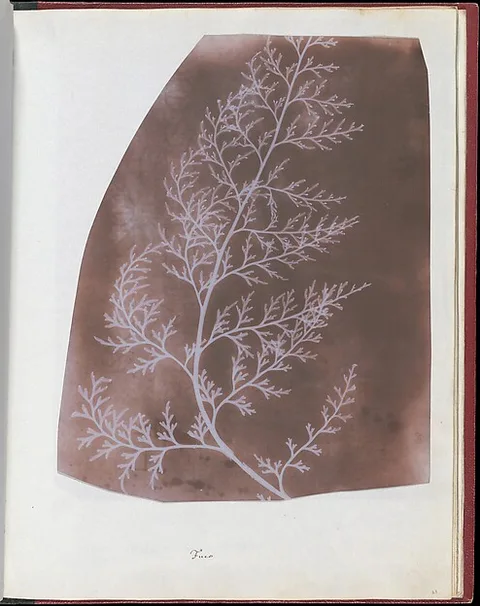 William Henry Fox Talbot, Wrack