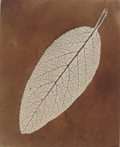 William Henry Fox Talbot, Leaf Study