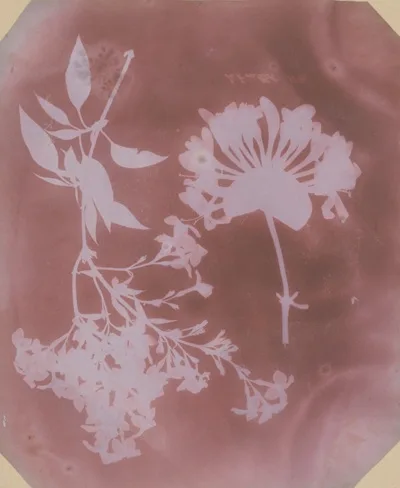 William Henry Fox Talbot, Two Plant Specimens