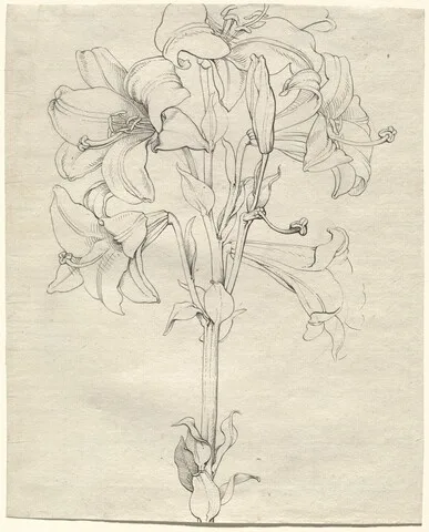 Philipp Otto Runge, A Stalk of Lilies with Six Blooms