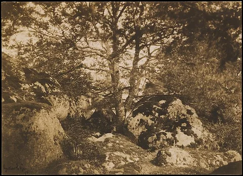 Gustave Le Gray, [Oak Tree and Rocks, Forest of Fontainebleau]