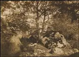 Gustave Le Gray, [Oak Tree and Rocks, Forest of Fontainebleau]