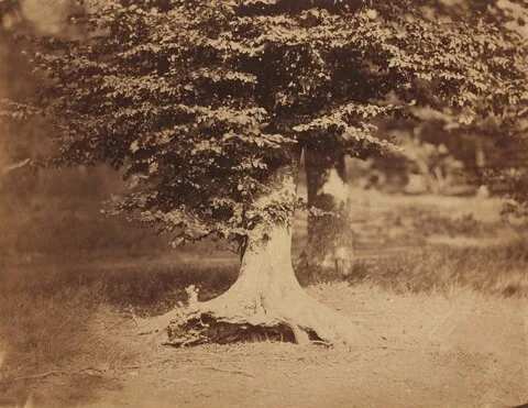 Gustave Le Gray, Beech Tree, Forest of Fontainebleau