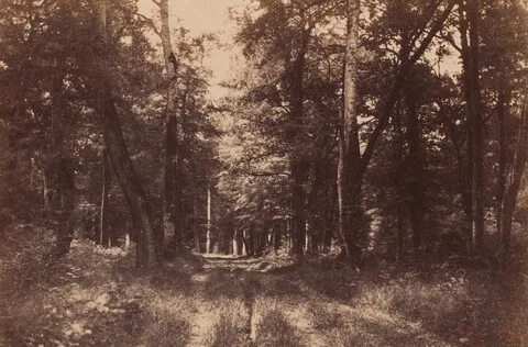 Gustave Le Gray, Bas-Breau, Forest of Fontainebleau