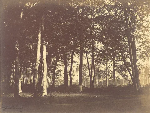 Gustave Le Gray, Study of Trees and Pathways