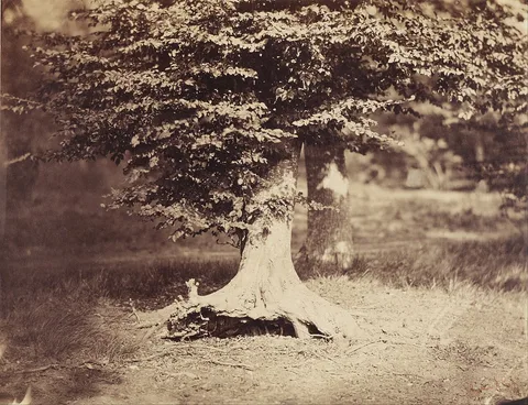 Gustave Le Gray, The Beech Tree