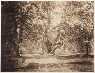 Gustave Le Gray, Tree, Forest of Fontainebleau