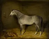 William Oliver, Arab Horse in a Loose Box