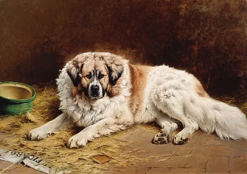 Wouter Verschuur jr., Figaro - pet Pyrenean mountain dog