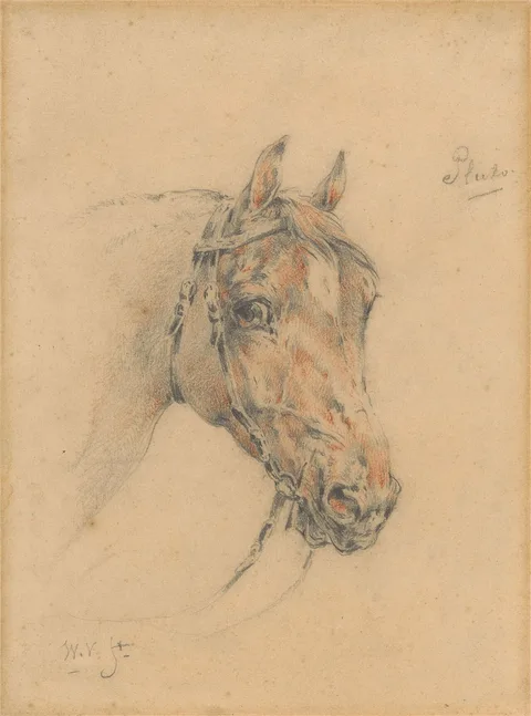 Wouter Verschuur jr., Head of Pluto the Horse