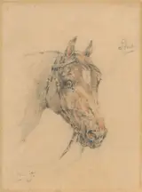 Wouter Verschuur jr., Head of Pluto the Horse