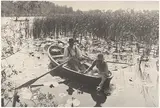 Peter Henry Emerson, Gathering Water-Lilies