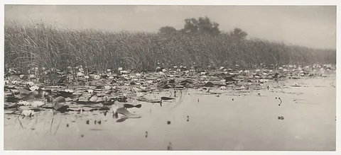 Peter Henry Emerson, Water-Lilies