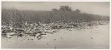 Peter Henry Emerson, Water-Lilies