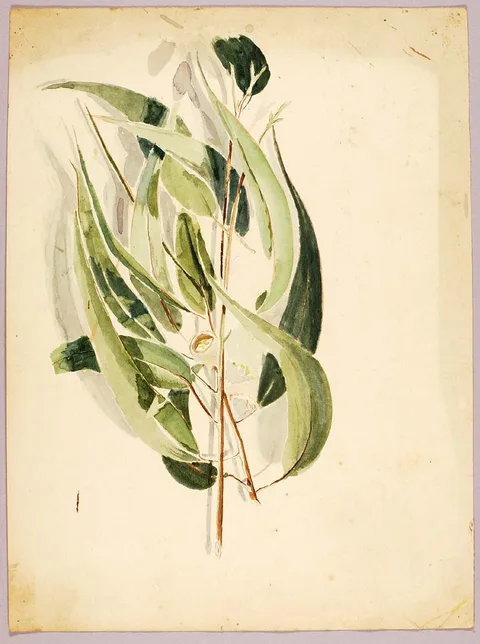 Solon Borglum, Plant Study