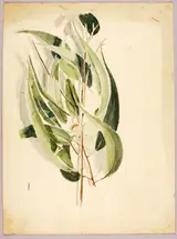 Solon Borglum, Plant Study