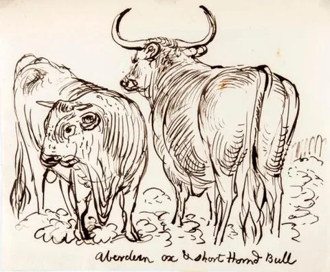 James Howe, Aberdeen Ox and Shorthorned Bull - James Howe
