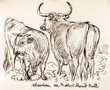James Howe, Aberdeen Ox and Shorthorned Bull - James Howe