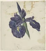 Georgius Jacobus Johannes van Os, Iris