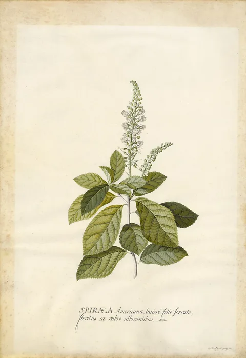 Georg Dionysius Ehret, Spiraea
