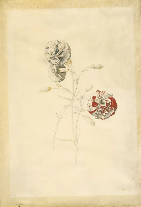 Georg Dionysius Ehret, Carnations