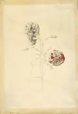Georg Dionysius Ehret, Carnations