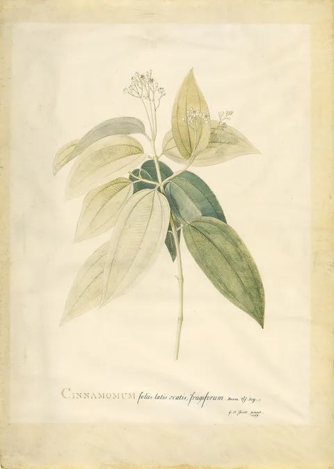 Georg Dionysius Ehret, Cinnamomum